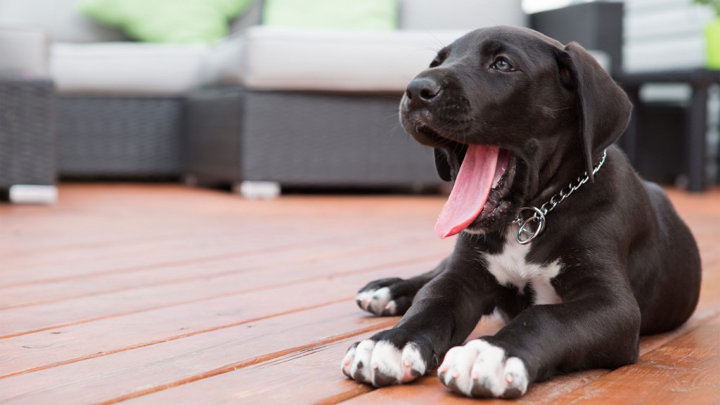 É possível proibir um condômino de ter animais?