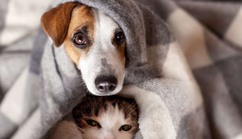 Pets em condomínios: entenda o que é permitido
